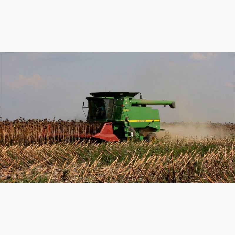 Фото 4. Купим кукурузу с поля по територии Украины