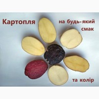 Продаж насіннєвої картоплі, еліта від оригінатора, картопля на посадку