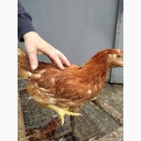 Цыплята Ломанн Браун сортированная курочка 3 мес привитые