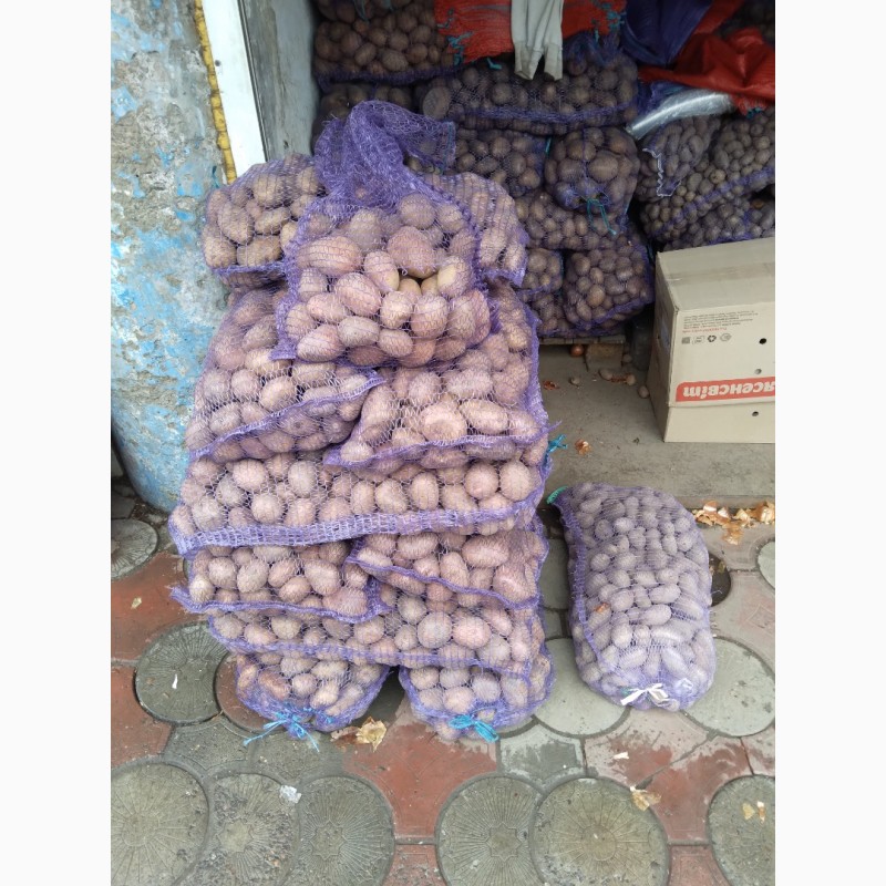Продам картоплю велику танасинньову