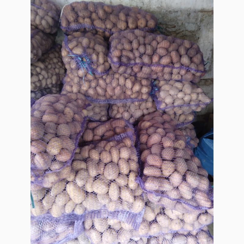 Фото 2. Продам картоплю велику танасинньову