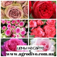 Саженцы роз в питомнике АГРОДИВО