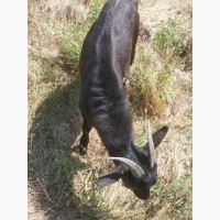 Продам молодого черного козла в Харькове Альпийской породы