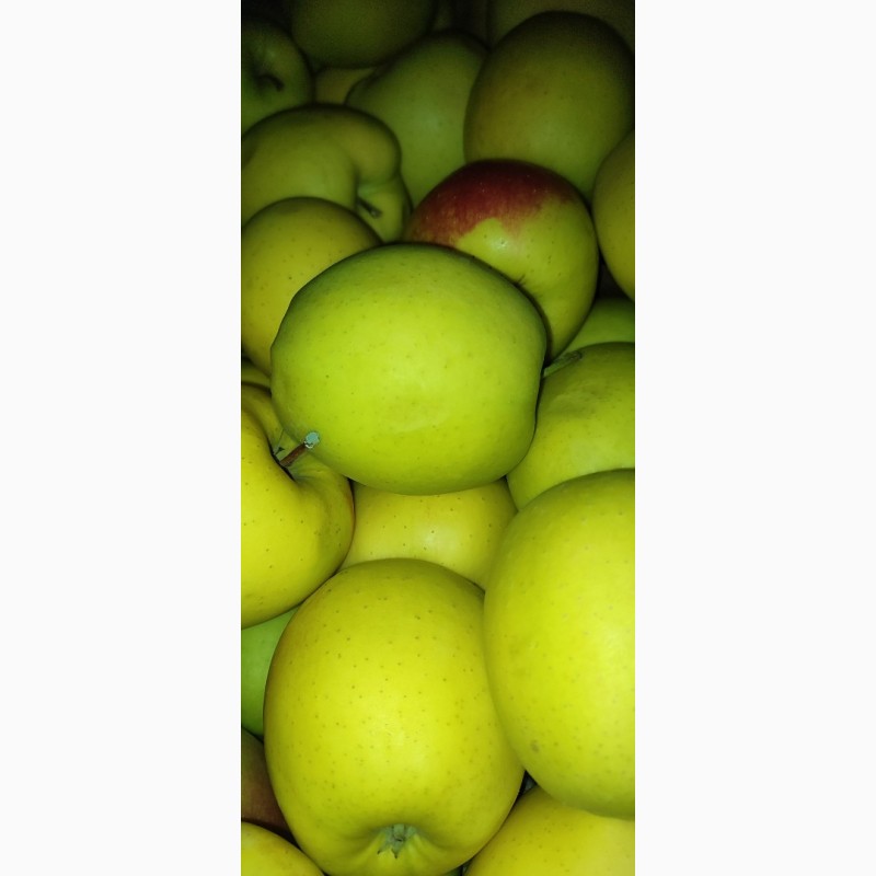 Фото 2. Продам яблука з холодильника