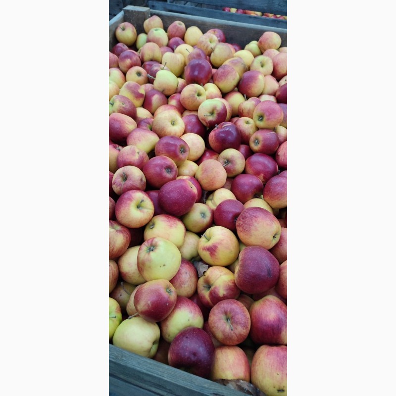 Фото 5. Продам яблука з холодильника