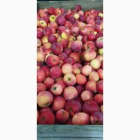 Продам яблука з холодильника, фрешовані, 7+, опт, Городок Хм