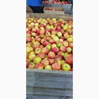 Продам яблука з холодильника, фрешовані, 7+, опт, Городок Хм