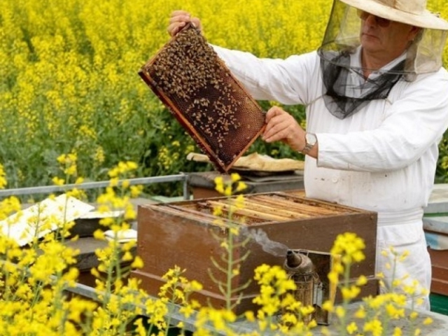 Фото 2. Продаю бджоли