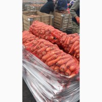 Продам оптом морква, Житомирська область