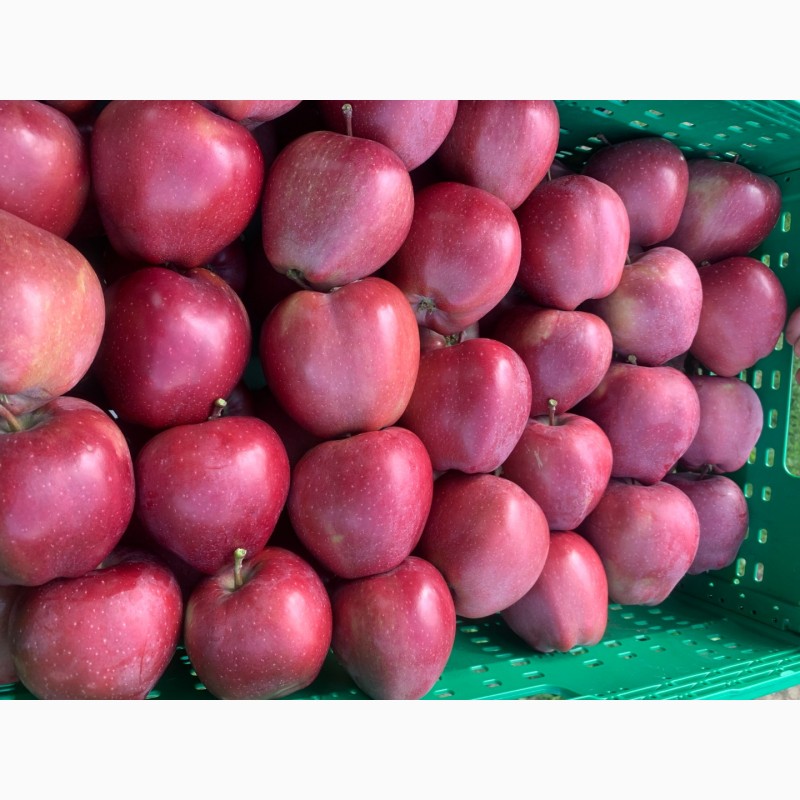 Фото 2. Фг ранет продає яблука різних сортів ! найкраща якість
