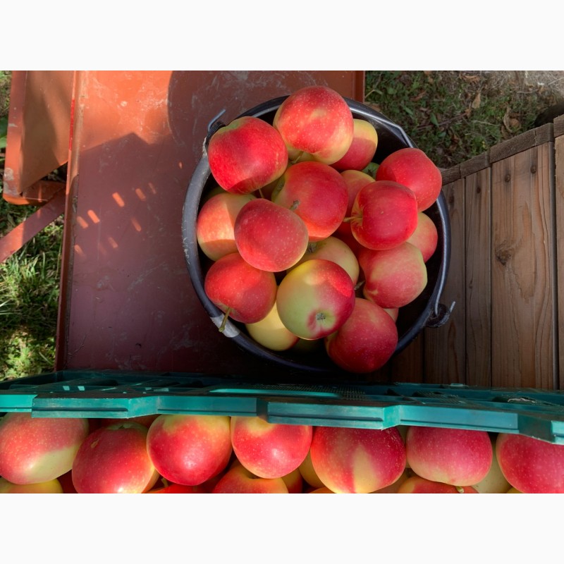 Фото 4. Фг ранет продає яблука різних сортів ! найкраща якість
