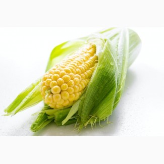 Насіння кукурудзи фірми Лабуле виробник і пакування Франція