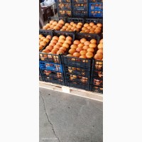 Продам цитрусовые из Турции оптом