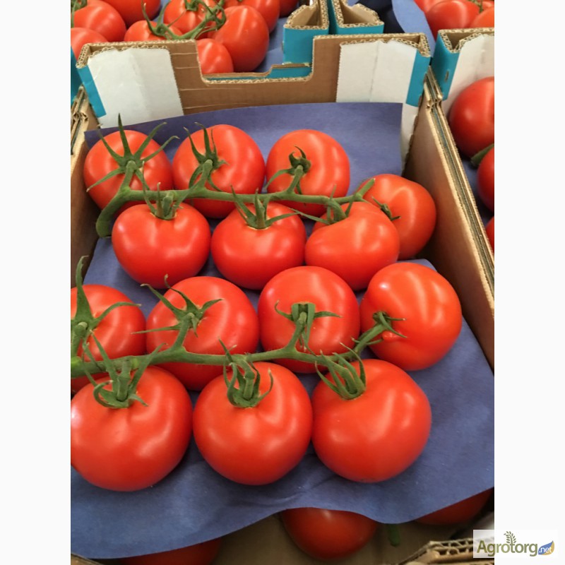 Фото 8. Продаем томаты из Испании