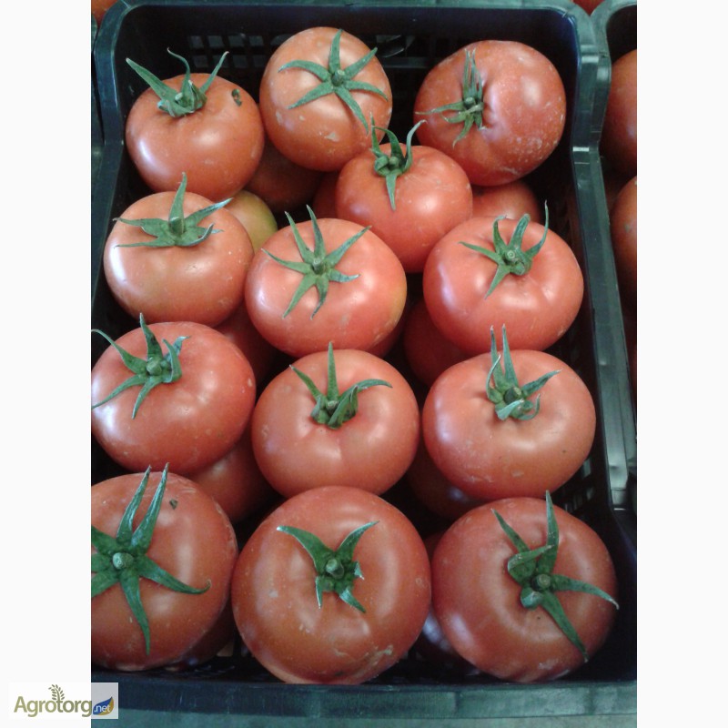 Фото 12. Продаем томаты из Испании