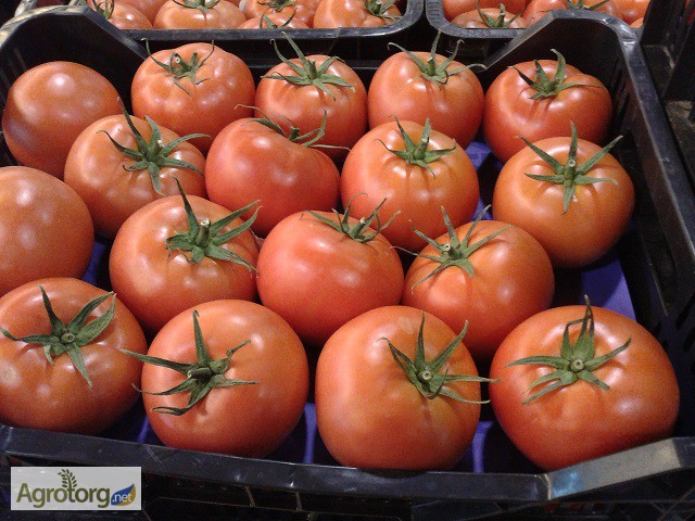 Фото 13. Продаем томаты из Испании