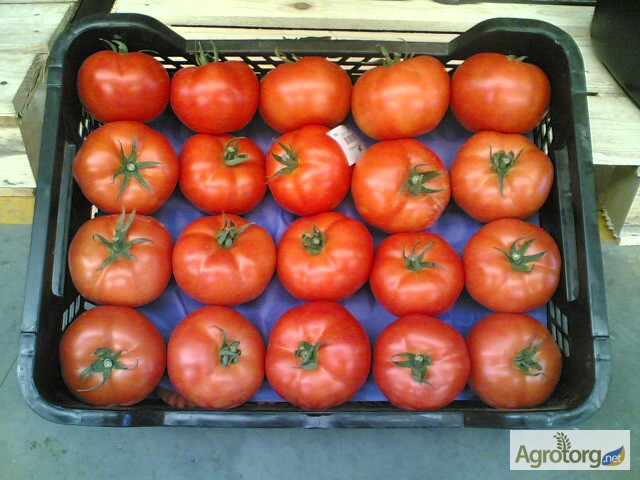 Фото 14. Продаем томаты из Испании