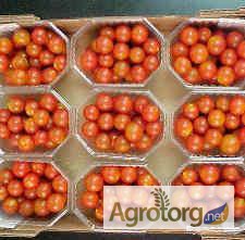 Фото 15. Продаем томаты из Испании