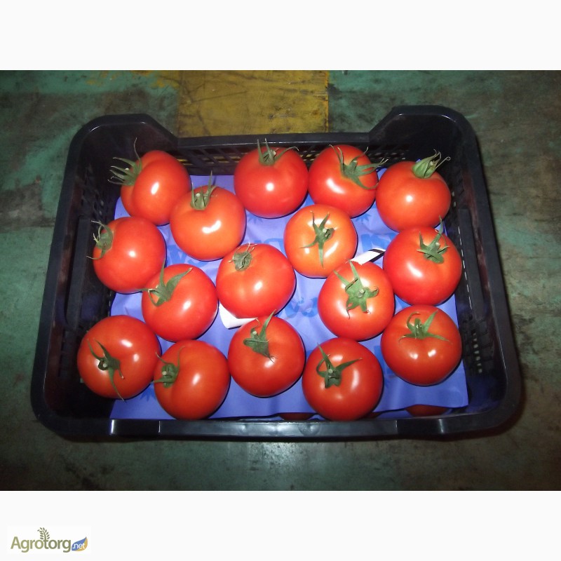 Фото 16. Продаем томаты из Испании