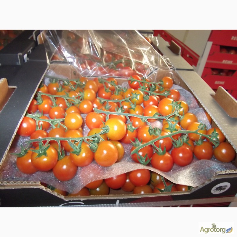 Фото 18. Продаем томаты из Испании