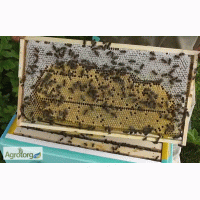 Пропонуються бджоломатки Карника (Сarnica)