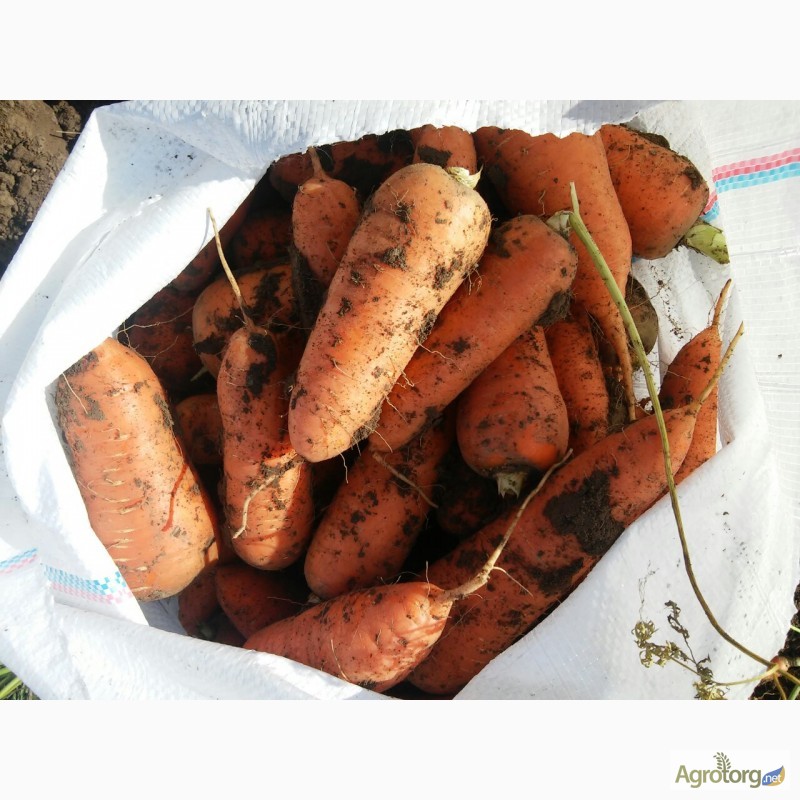 Фото 2. Продам оптом морковь сорта Романс и Абако