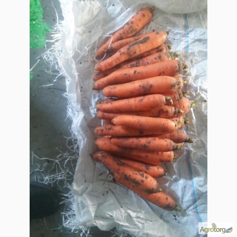 Фото 3. Продам оптом морковь сорта Романс и Абако