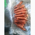 Продам оптом морковь сорта Романс и Абако