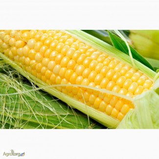Семена кукурузы Билозирский 295 СВ