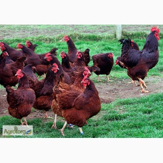 Суточные цыплята породы Род-Айленд с вакцинацией