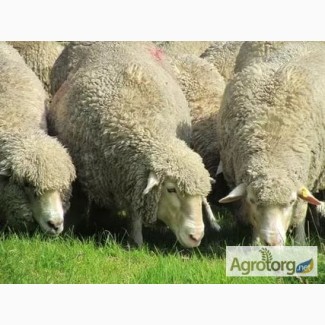 Продам оптом овец и ягнят романовской и шаролезкой породы