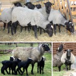 Продам оптом овец и ягнят романовской и шаролезкой породы