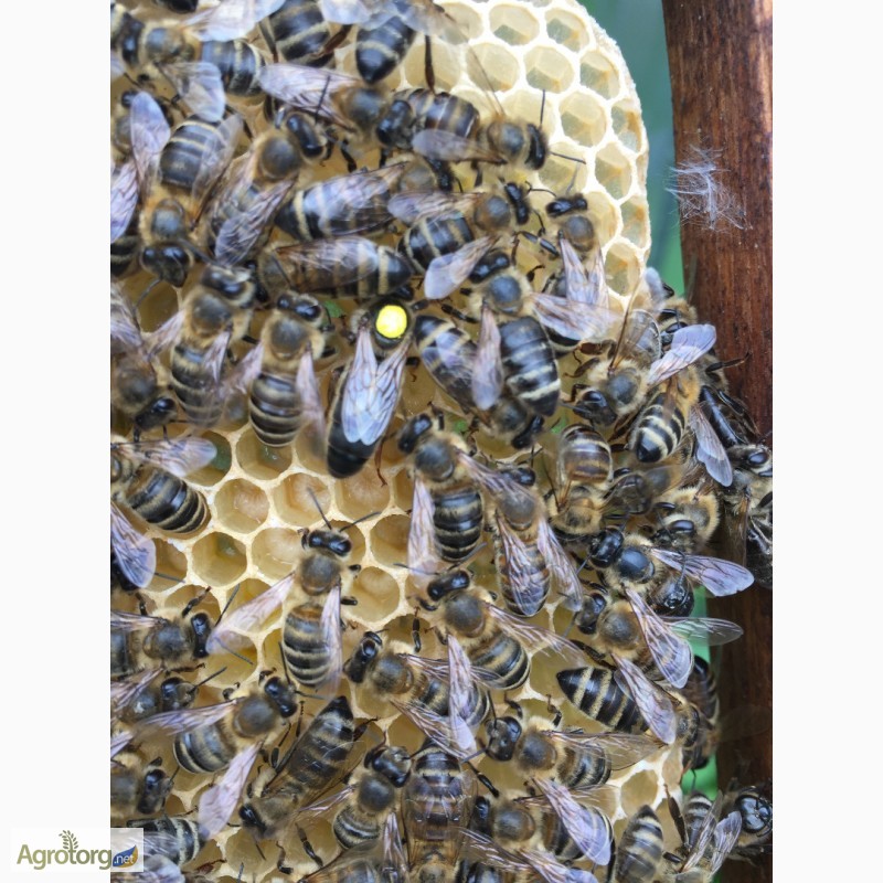 Фото 6. Бджоломатка КАРПАТКА Плідні матки 2023 року (Пчеломатки, Матка, Бджолині матки)
