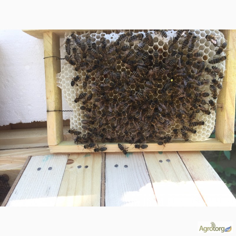 Фото 3. Бджоломатка КАРПАТКА Плідні матки 2023 року (Пчеломатки, Матка, Бджолині матки)