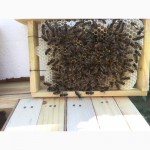 Бджоломатка КАРПАТКА Плідні матки 2023 року (Пчеломатки, Матка, Бджолині матки)