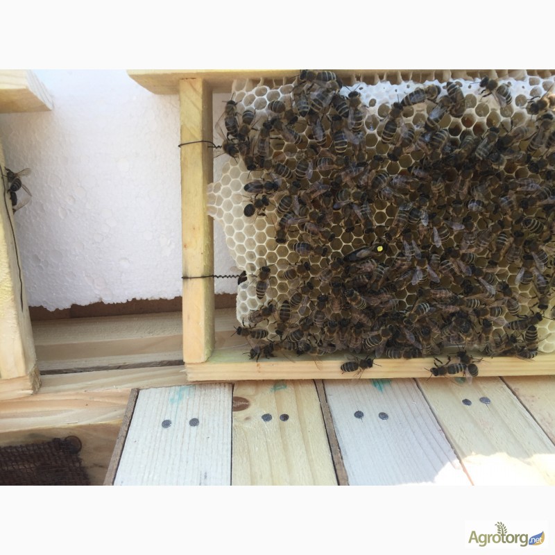 Фото 4. Бджоломатка КАРПАТКА Плідні матки 2023 року (Пчеломатки, Матка, Бджолині матки)