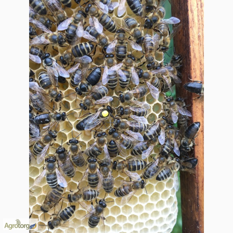 Фото 5. Бджоломатка КАРПАТКА Плідні матки 2023 року (Пчеломатки, Матка, Бджолині матки)