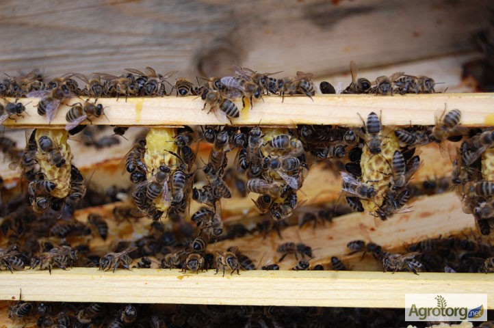 Фото 7. Бджоломатка КАРПАТКА Плідні матки 2023 року (Пчеломатки, Матка, Бджолині матки)