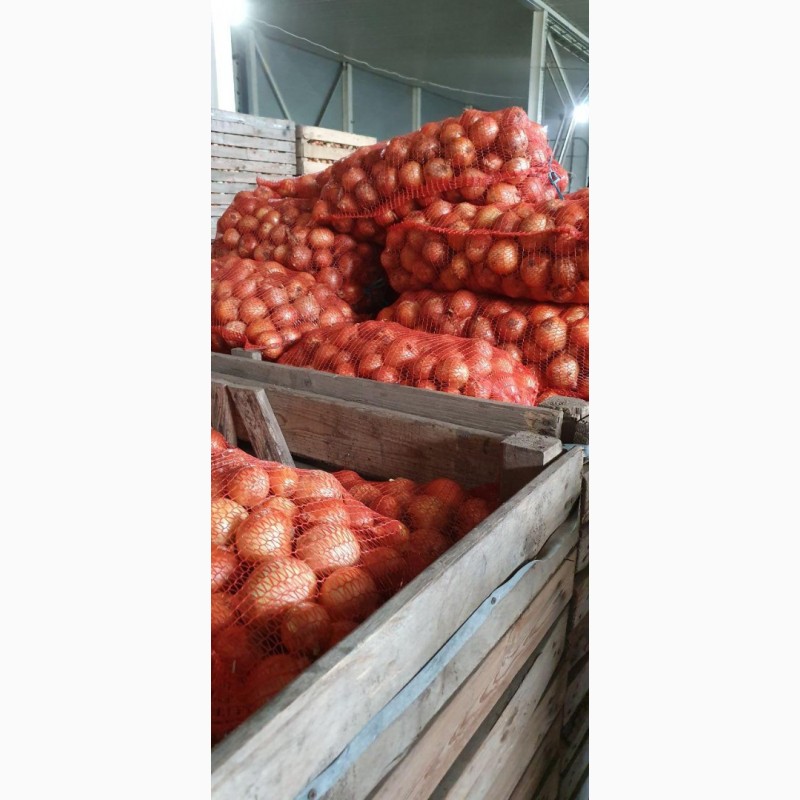 Фото 2. Лук репчатый урожая 2020 г./ Onion crop 2020