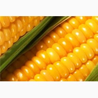 Куплю кукурузу с поля, хозяйства, элеватора по всей Украине
