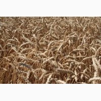 Продам насіння озимої м#039;якої пшениці сорт Богдана