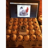 Яйцо инкубационное. Инкубационные яйца мясо-яичных кур: Мастер Грей, Фокси Чик, Ред Бро