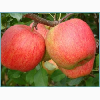 Продам яблука з молодого саду- чемпіон, голден, пінова та айдаред