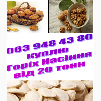 Фирма представитель ливанской компании LightWalnuts покупает грецкие орехи от 20 тонн