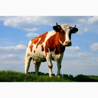 Продам коров#039;яче молоко