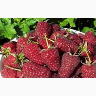 Продам ягоды жимолости, малины, черной смородины урожай 2019