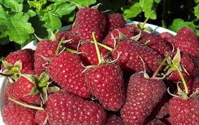 Продам ягоды жимолости, малины, черной смородины урожай 2019