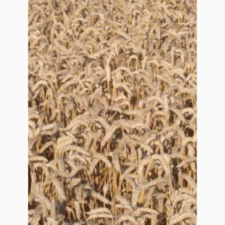 Продам 25тонн пшениці 4700грн т
