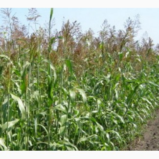 Продам насіння суданської трави Білявка