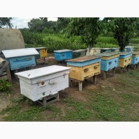 Продам бджоли, 10 бджолосімей можна з вуликами